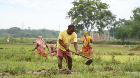 Farmer working in the field